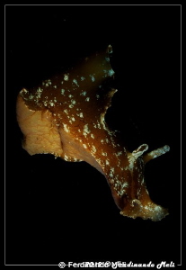 Swimming nudibranch by Ferdinando Meli 